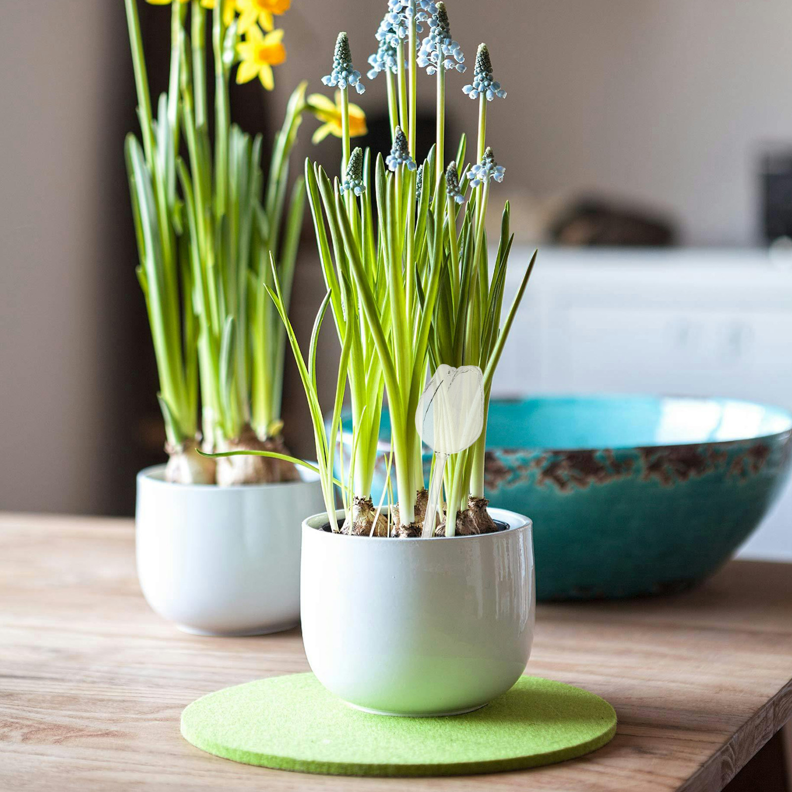 2 unidades de globos de riego  - Self-Watering Planter reseña y precio